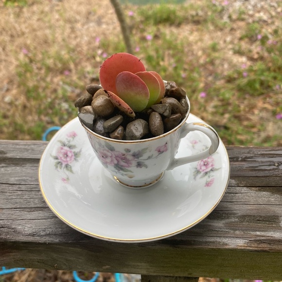 Floral Teacup with Succulent - Picture 1 of 1
